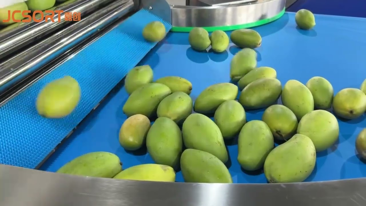 JCSORT mango cleaning sorting line, mango sorting machine, fruit grader, mango sizer.