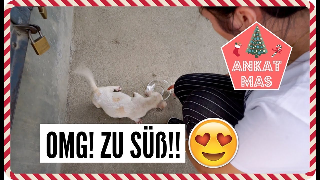 OMG ZU SÜß! | 17.12.2017 | ❄︎ANKATMAS❄︎
