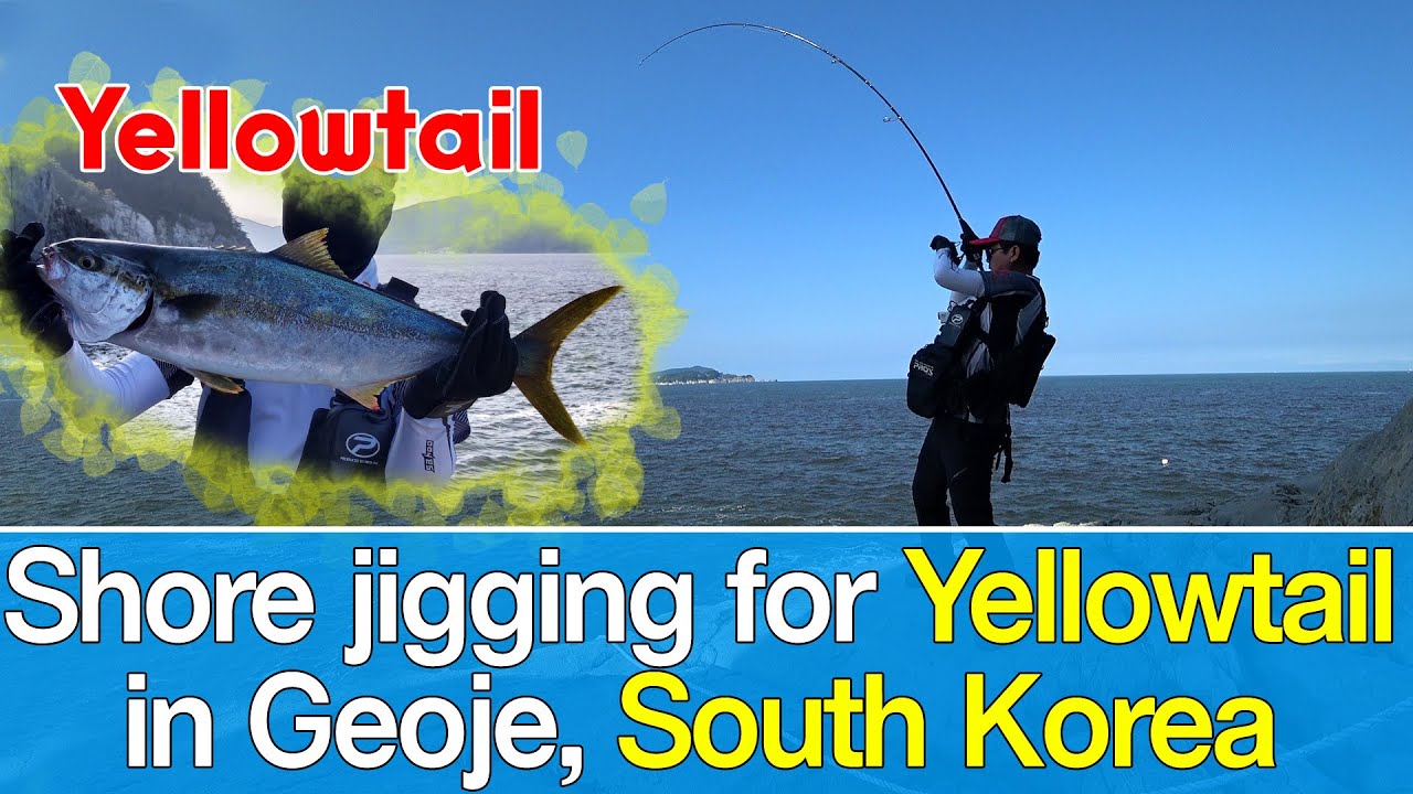 Yellow Tail shore jigging in South Korea / land-based walkabout lure fishing / big game fishing