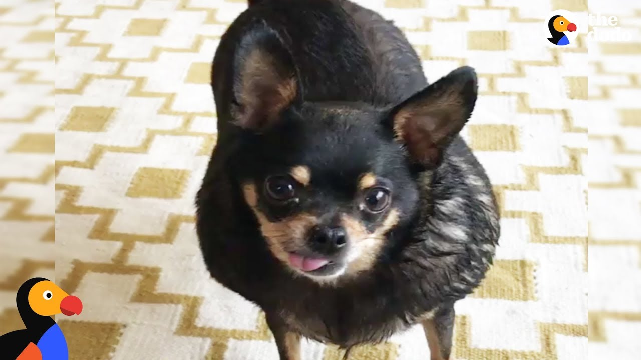 Overweight Chihuahua Finds The Perfect Mom To Help Her Get Healthy | The Dodo