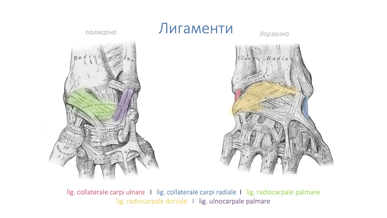 Стави на китката – Articulationes carpi (3:44) ┃teoriyata.com