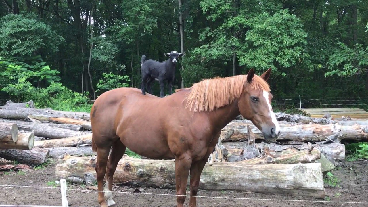 Crazy baby goat ride on horse