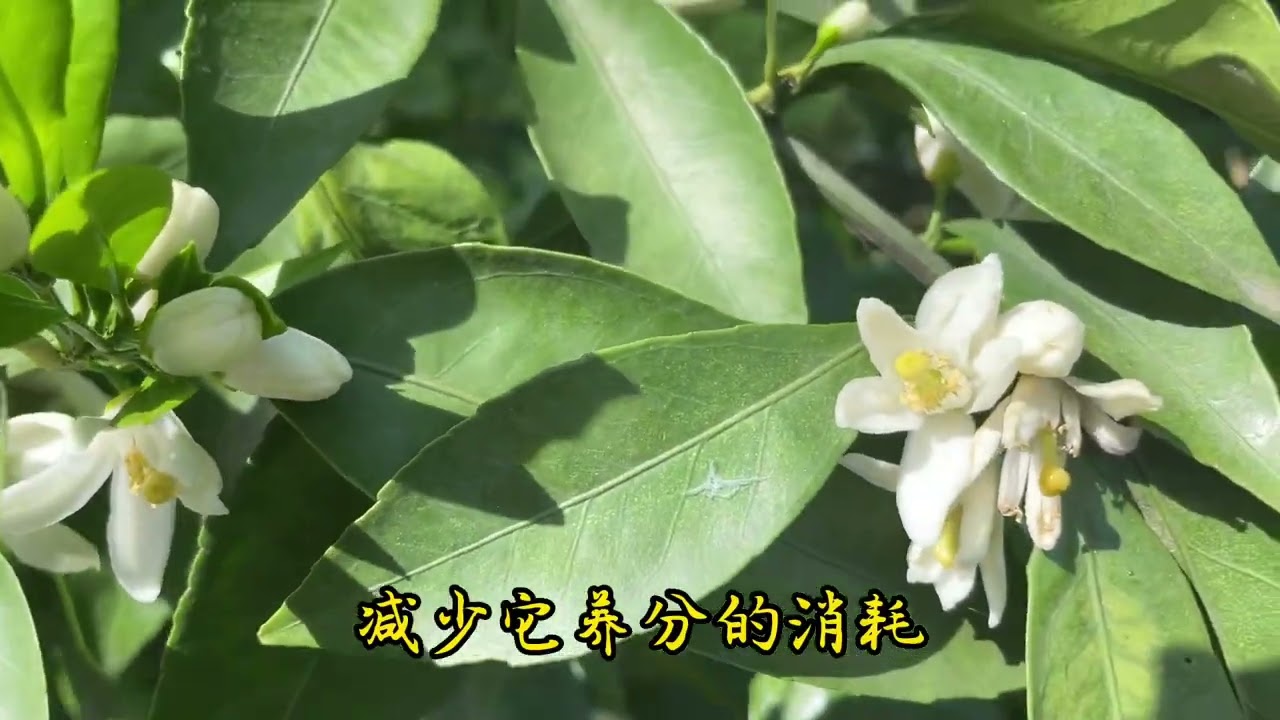 家庭种植桔子树开花期做好管理养护，桔子结得多长势好管理简单