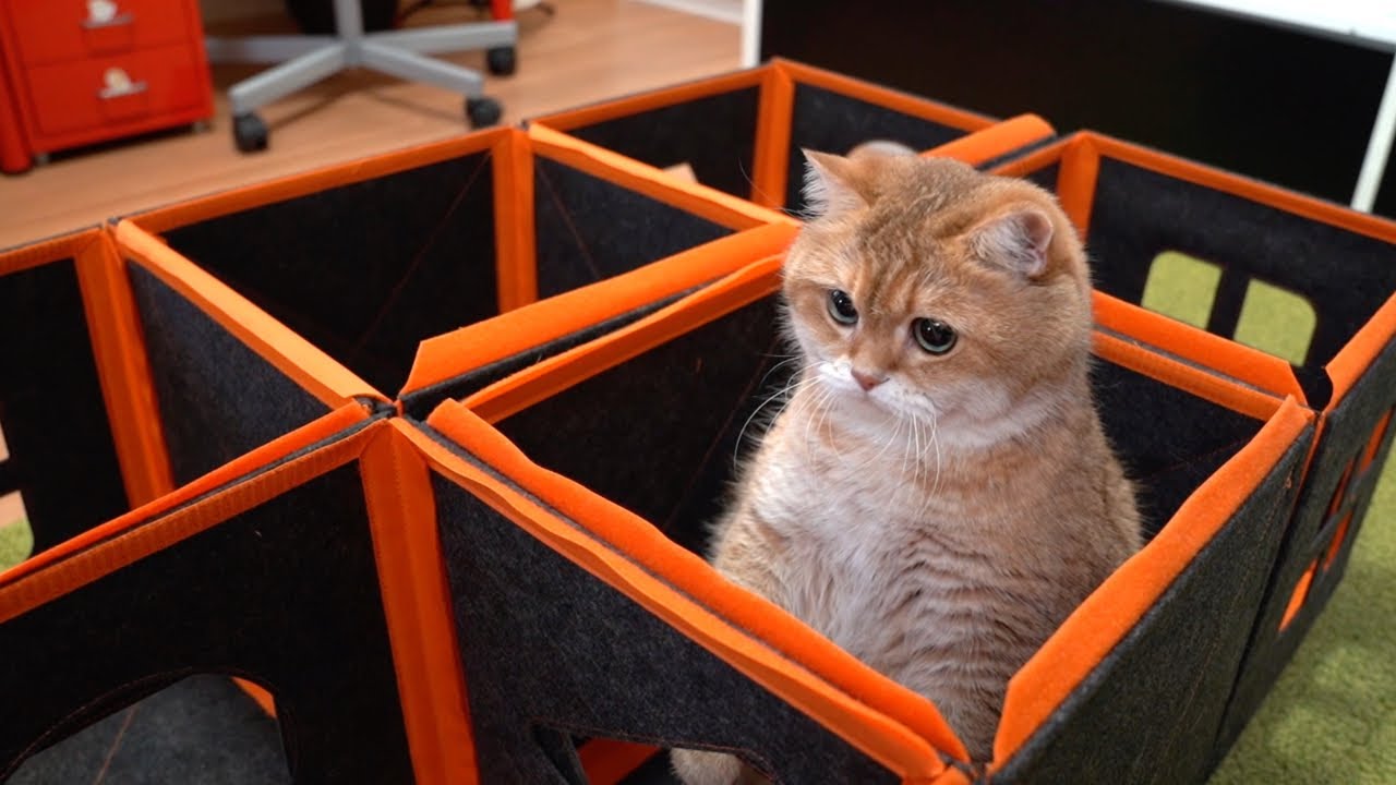Purrini PlayMate - dream house for cats!