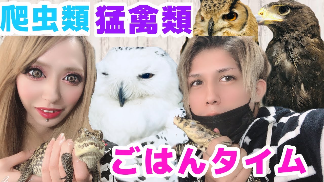 【グロ注意】多頭飼い猛禽類、爬虫類の餌作り、餌あげ‼︎