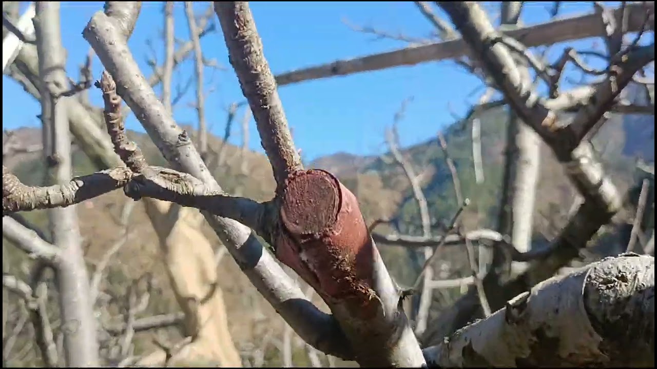 2 साल पहले किए गए हैवी प्रूनिंग का रिज़ल्ट |  Pruning Result | Branch Shortening Technique 