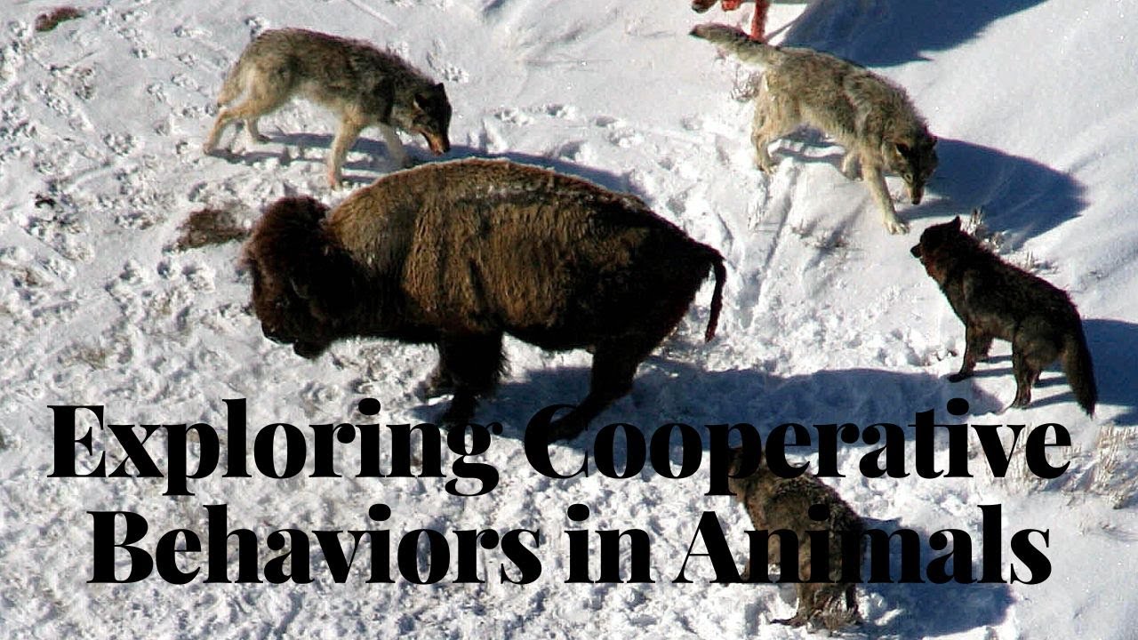 Exploring Cooperative Behaviors in Animals