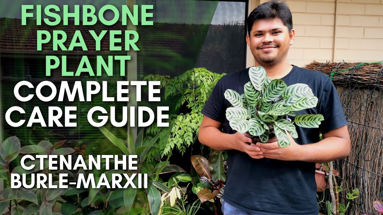 Ctenanthe Burle Marxii Care Tips | Fishbone Prayer Plant Complete Care Guide