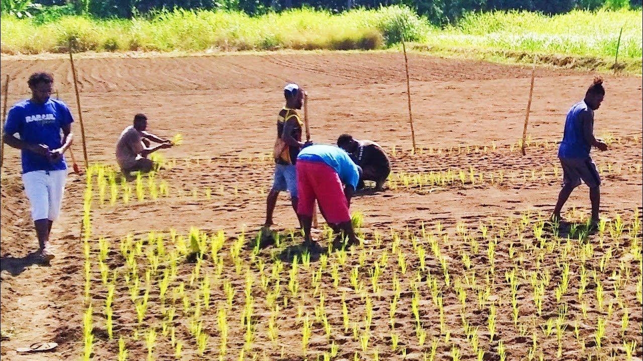 Steps in Establishing Upland Rice Farming Fixed Plots