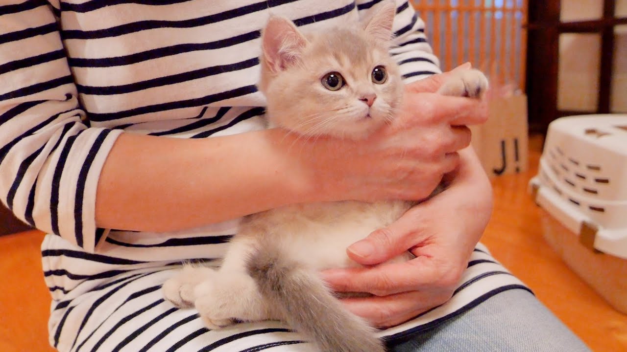 Котенок Мари отправится в приемную семью.