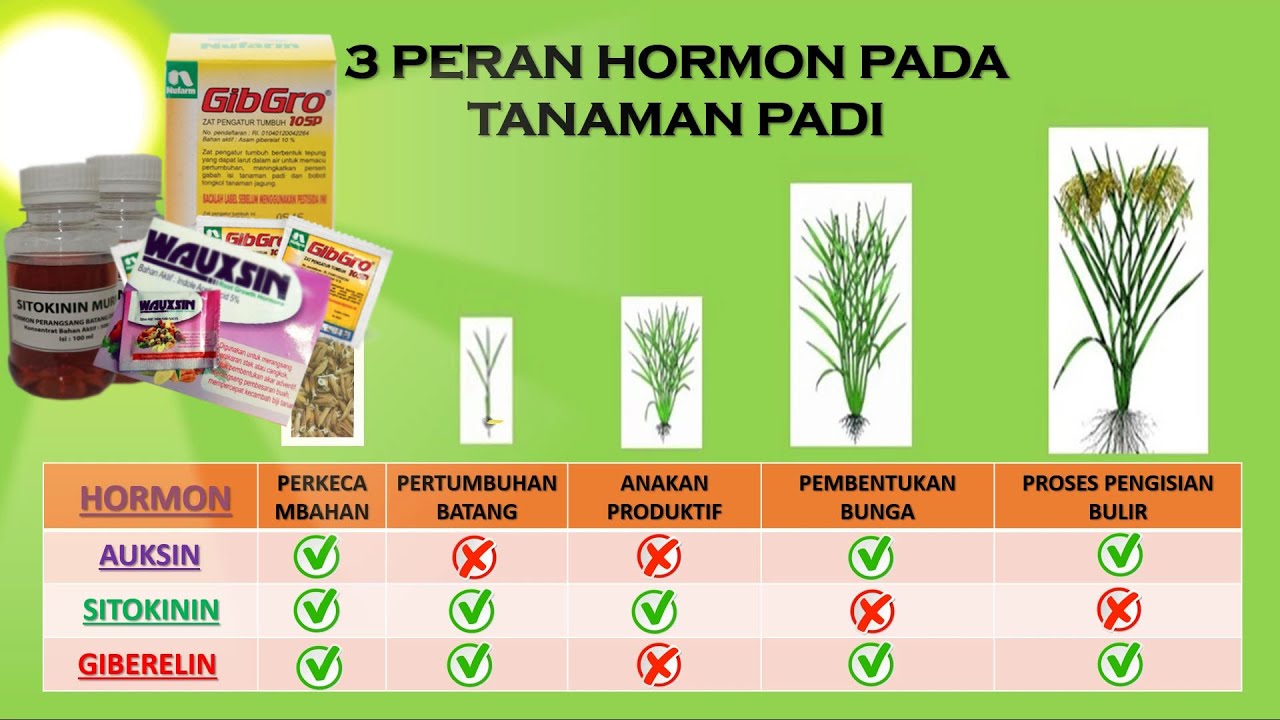 Zat Pengatur Tumbuh(ZPT) Yang Berperan Pada Tanaman
