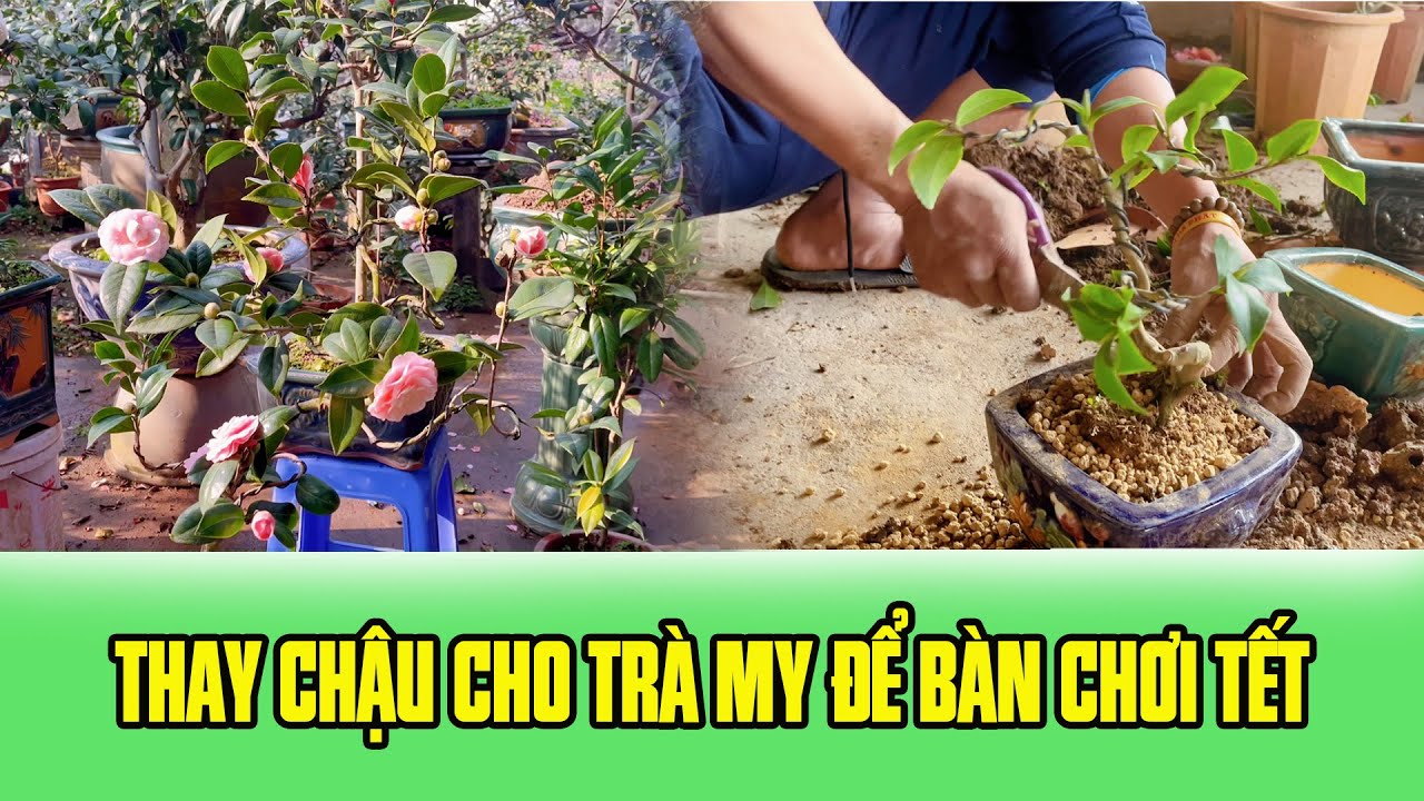 Hướng Dẫn Thay Chậu Cho Trà My Bonsai Để Bàn Chơi Tết 2026 - NV Phạm Tuyến
