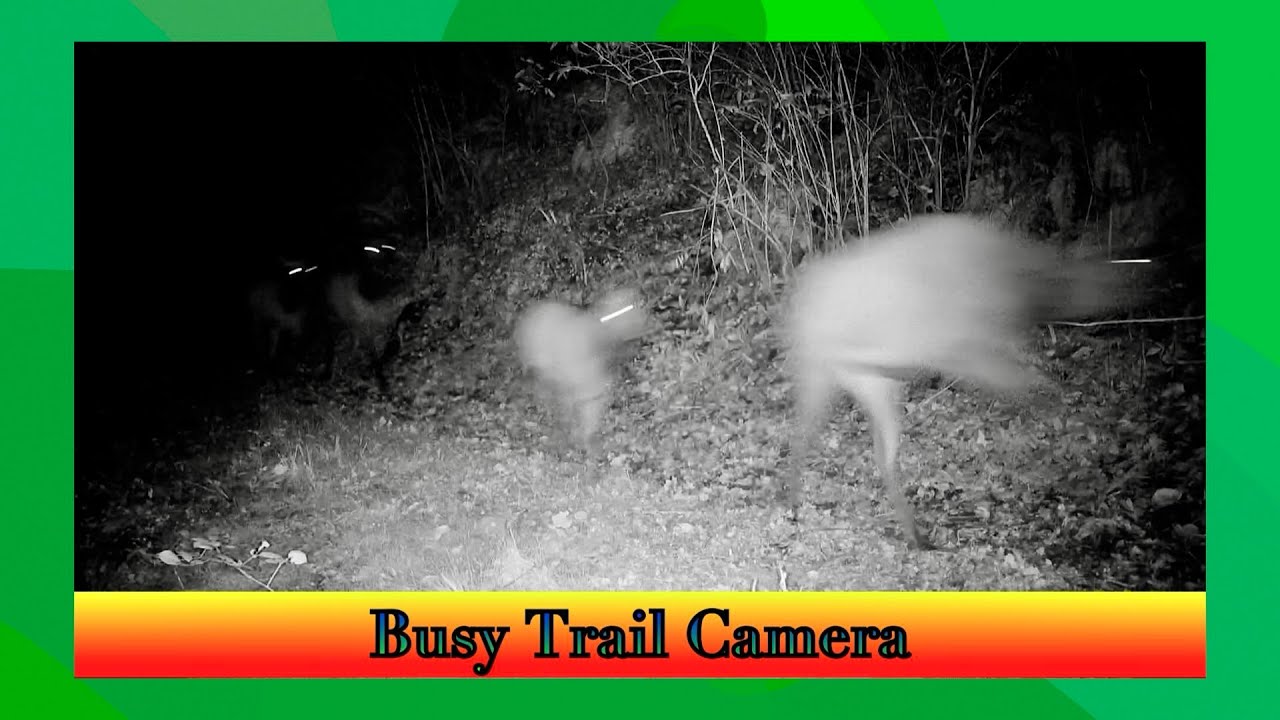 Busy Trail Camera