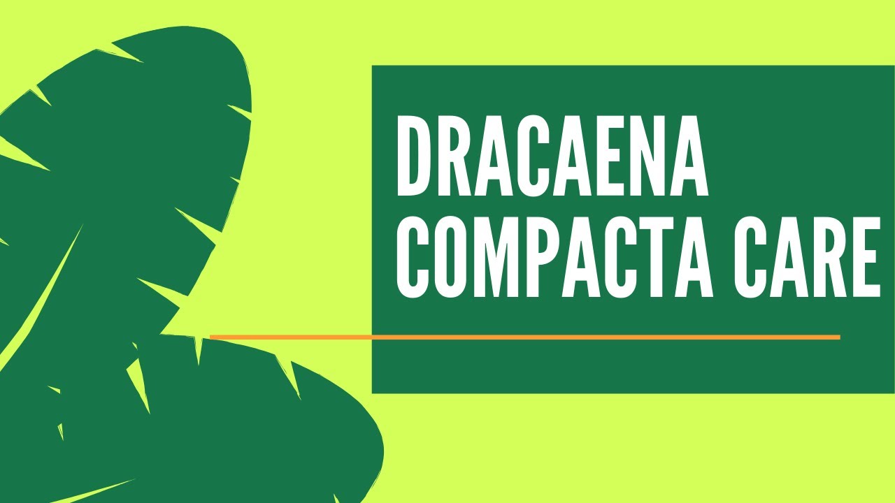 3 STEP CARE: Dracaena Plant | Easy Janet Craig Plant Care