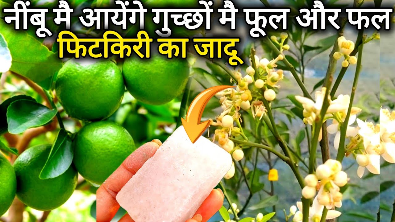 एक टुकड़ा फ़िटकरी आपके निंबू को फल फूल से भर देगा। सैकड़ो फूल आएंगे ।Lemon plant care and fertilizer