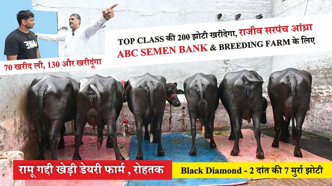 राजीव सरपंच Breeding Farm के लिए 200 TOP Class की मुर्रा झोटी खरीदनी है - Ramu Gaddi Kheri, Rohtak