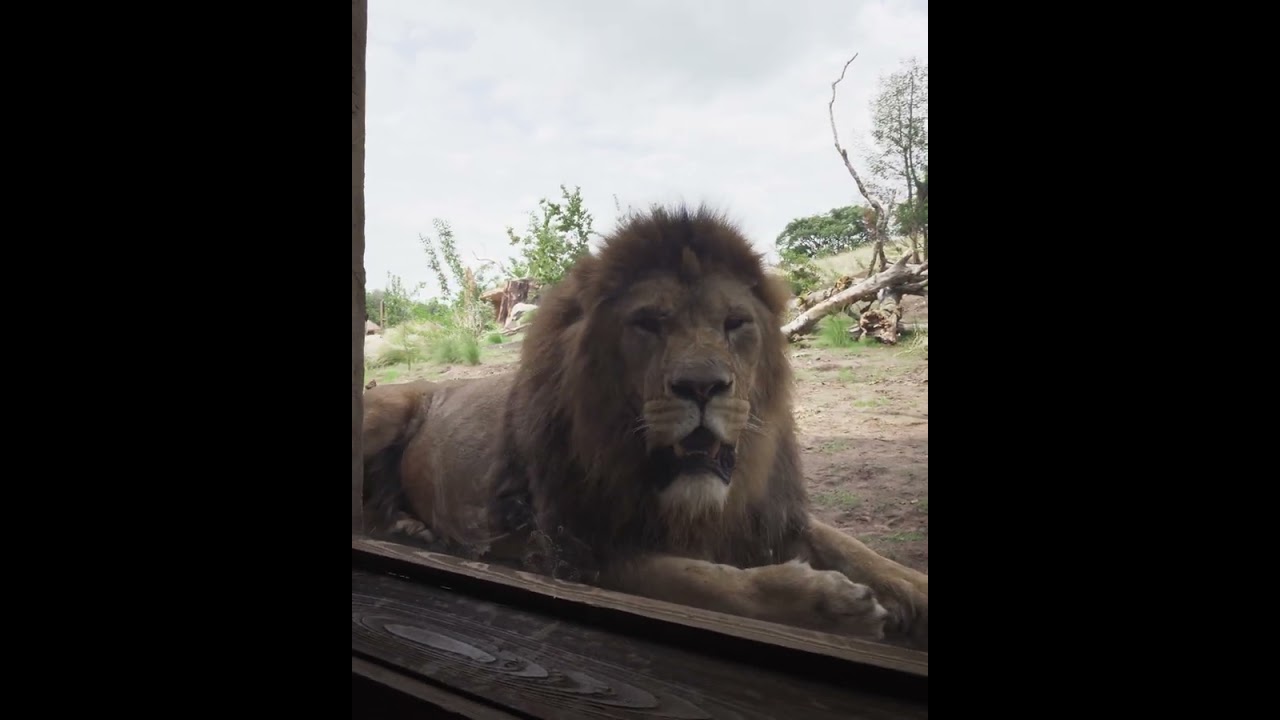 Lion Safari Lodge at West Midland Safari Park
