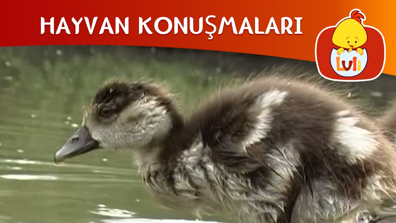 HAYVAN KONUŞMALARI - KAZ AİLESİ, LULI TV