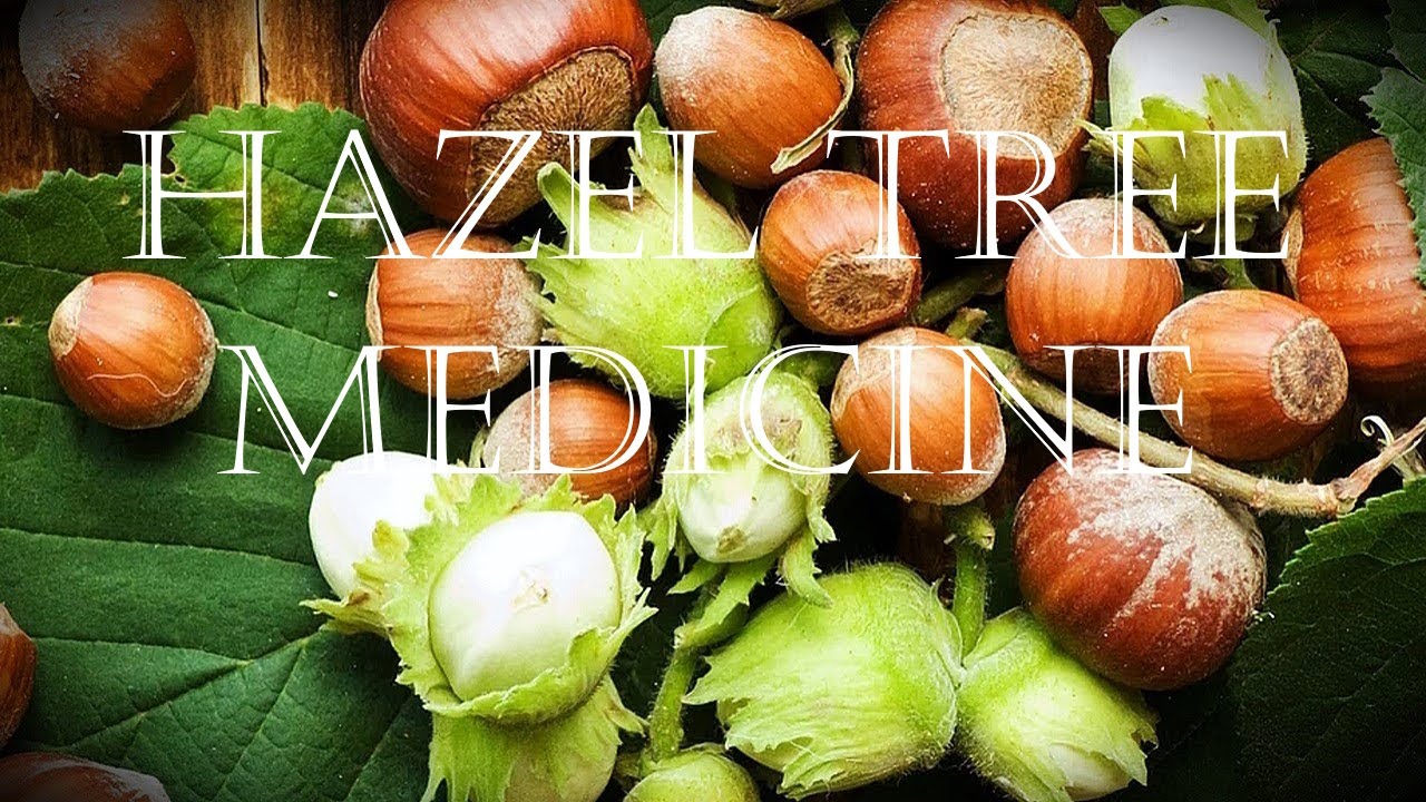 Around the Grove, Medicine ~ Hazel ~ 2023