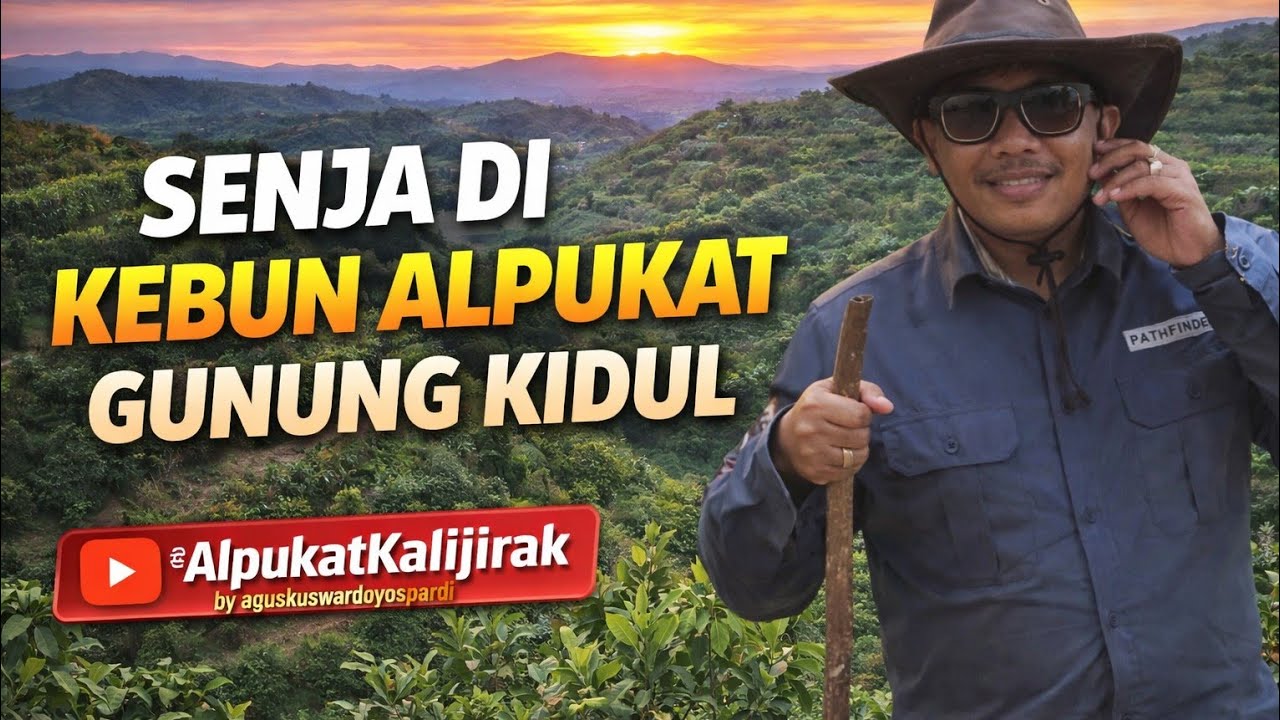 Senja di Kebun Alpukat Gunung Kidul #avocadotree #buahbuahansegar 