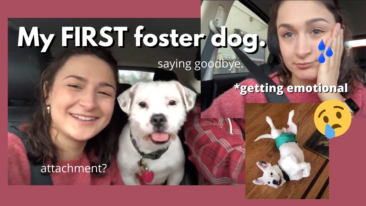 My First Foster Dog: Getting emotional & saying goodbye. (Fostering a dog during quarantine)