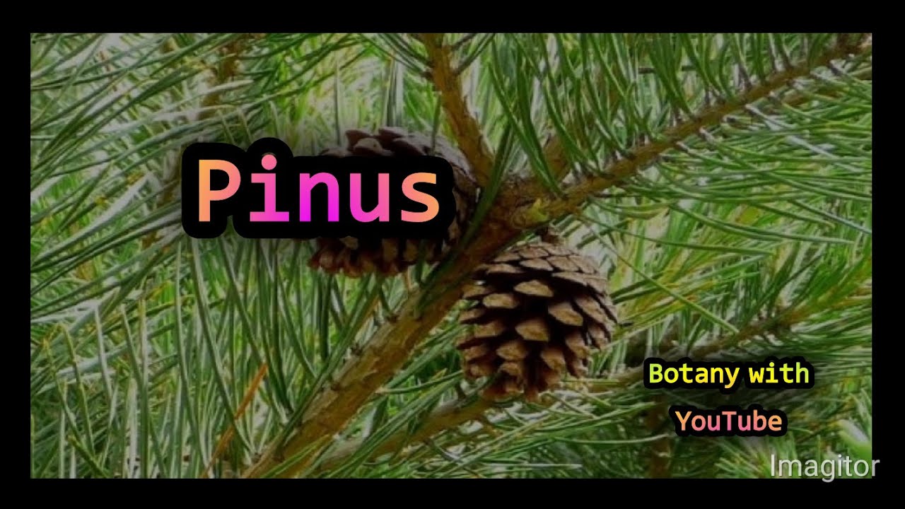 Pinus | Pine | Pinus life cycle | Pinus plant | Pinus male cone | Pinus reproduction | Pinus tree |
