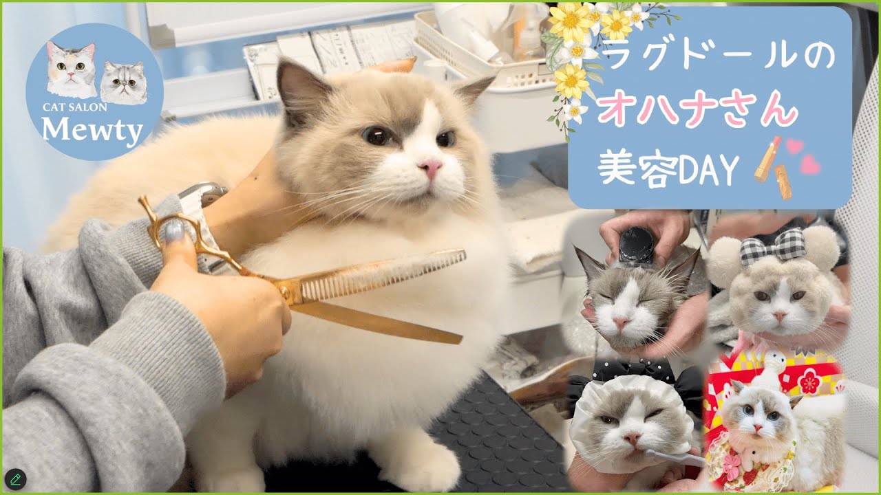 【トリミングの1日の流れ】猫さんの美容 / 猫専門サロン