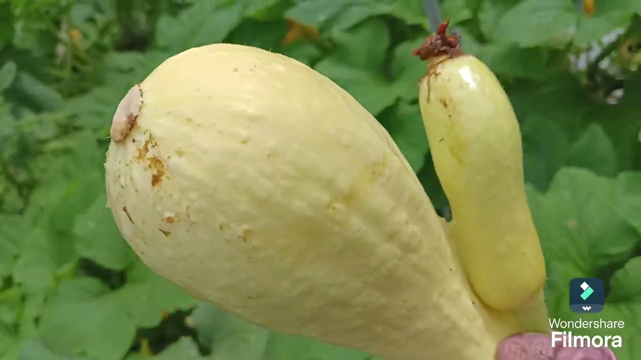 Menanam Zuchini Hingga Menuai Hasil