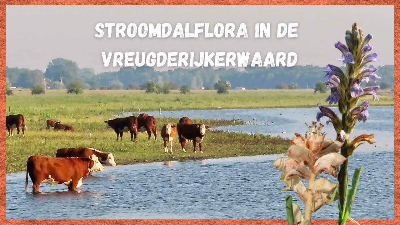 OP VERKENNING IN DE VREUGDERIJKERWAARD 🌿