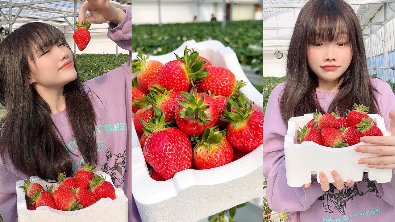 Về Hàn là phải đột nhập ngay vườn “dâu khủng long” ngọt ngon đỏ mọng 🍓