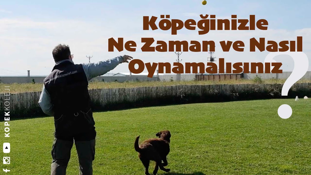Köpeğinizle Ne Zaman ve Nasıl Oynamalısınız?