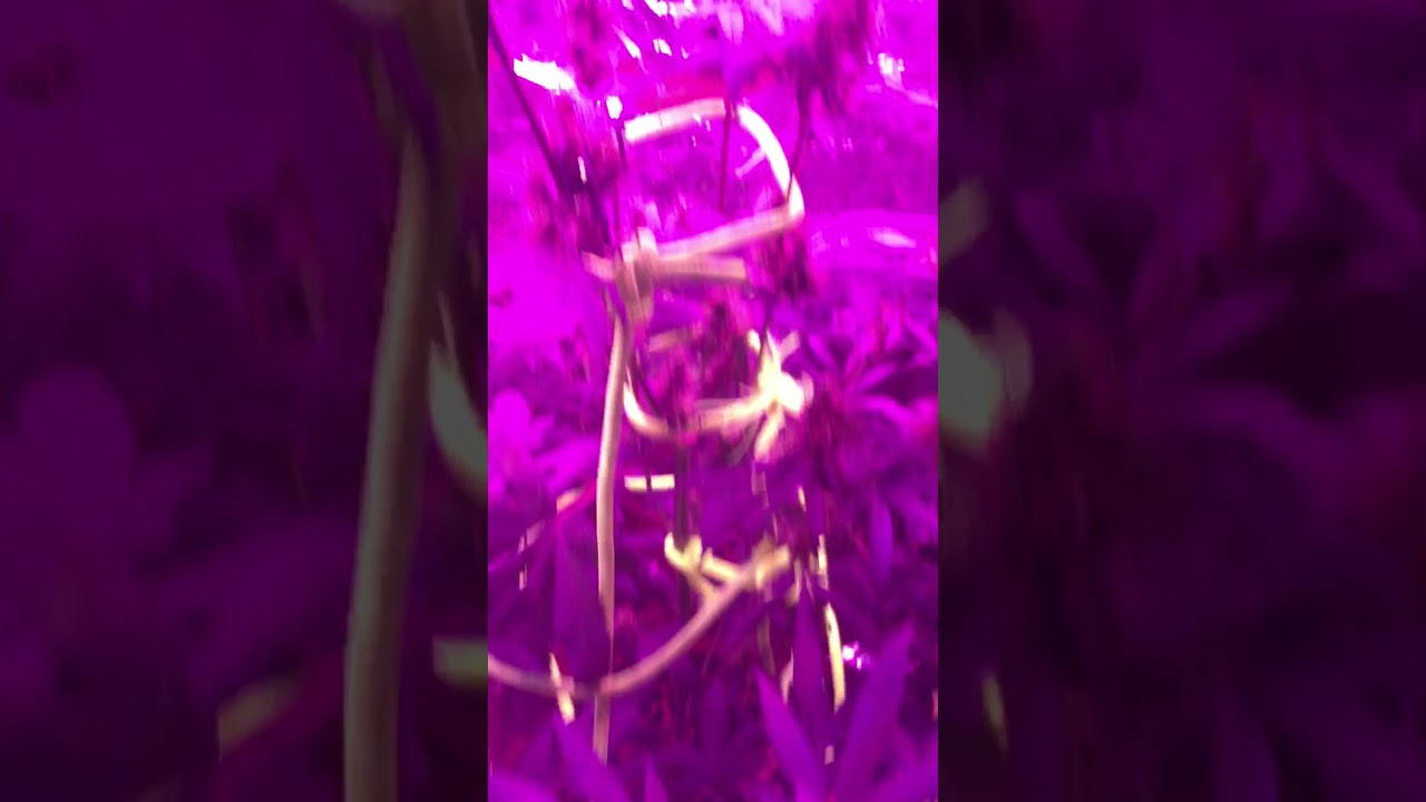 Ak47 autoflower week 6 in flower update still swelling g