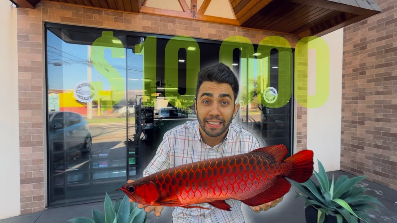 REVELAMOS O PEIXE MAIS CARO DA LOJA