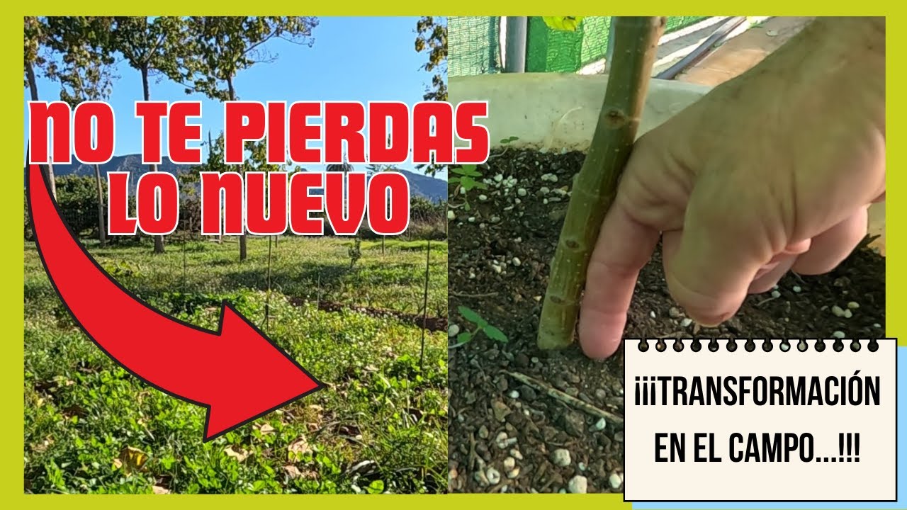 🌱 Temporada de Paulownias: Así fue y lo que viene 🌿