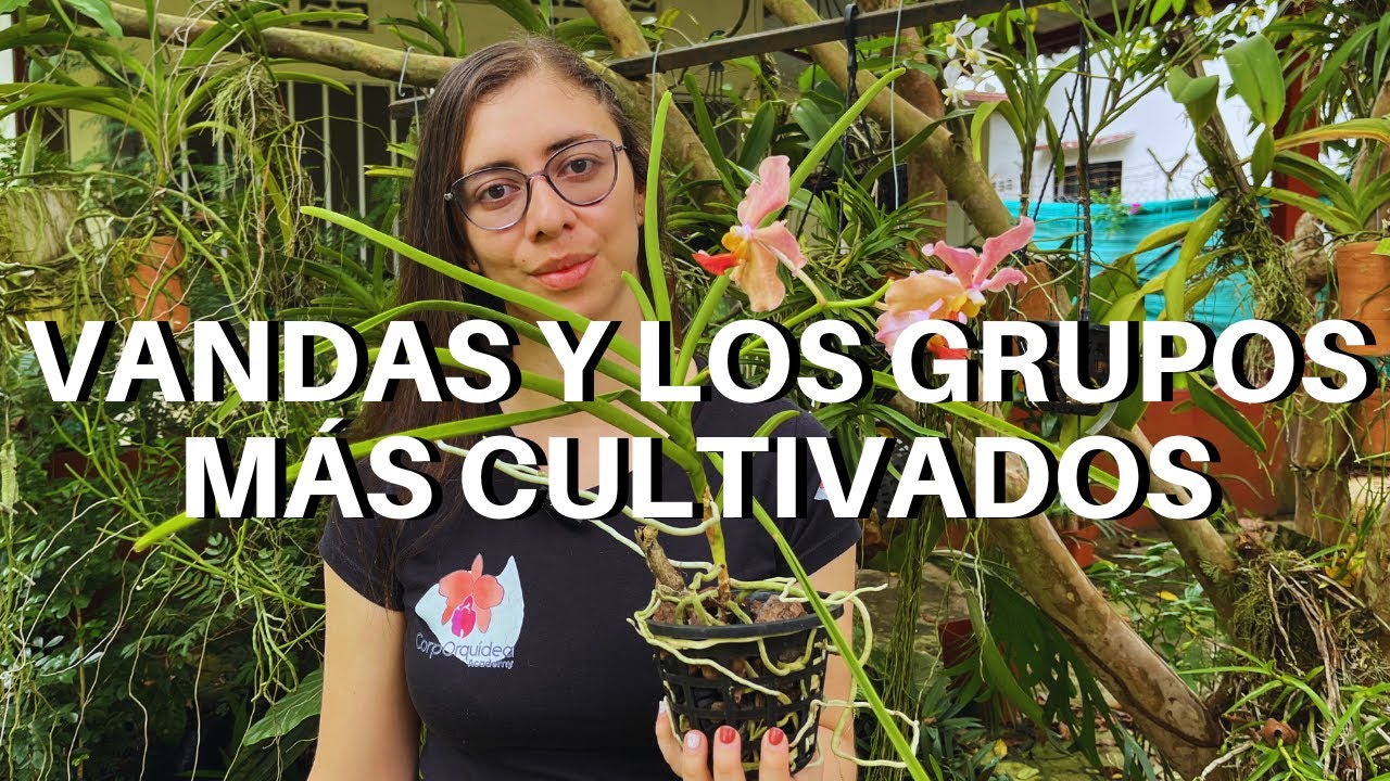 Cultivo de Orquídeas Vandas: grupos más cultivados