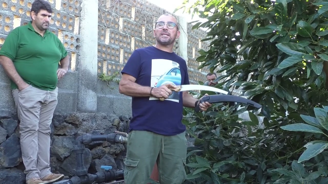 COPLACA TRANSMITE   EL INJERTO EN AGUACATE  PARTE 2