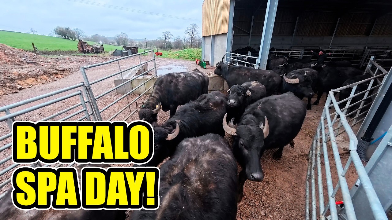 EpriZero Pour-On Buffalo Treatment | Worms and Mites Control