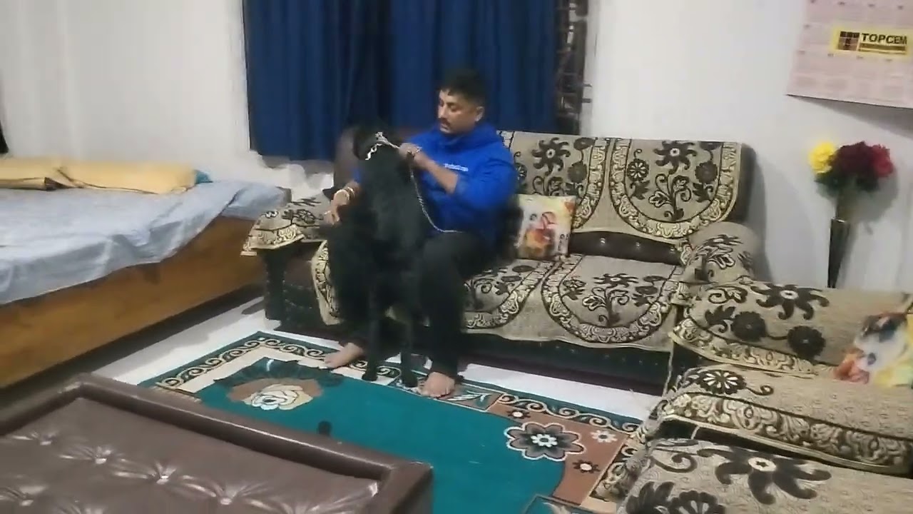 #labrador