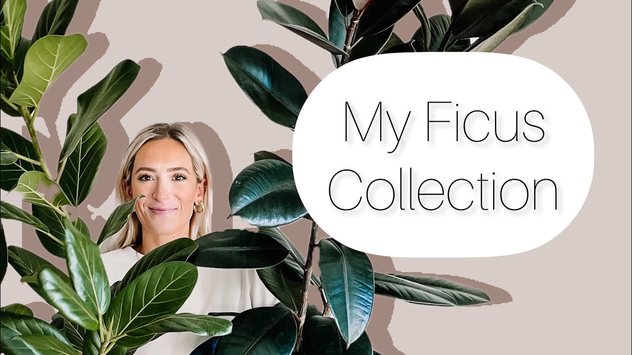 My Ficus collection!⭐️10 varieties!⭐️
