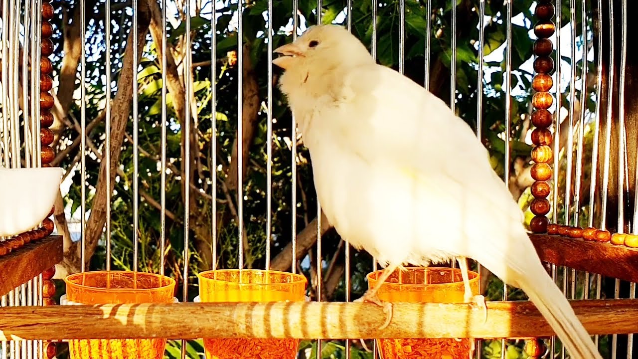 Best canary singing for training | تغرید کناري للتعلیم