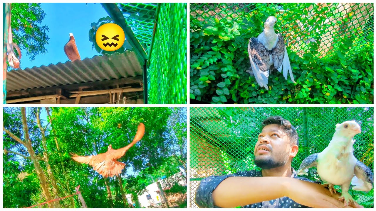 মুক্ষি কবুতর পালিয়ে গেল 😖 এটা হওয়ারই বাকি ছিল