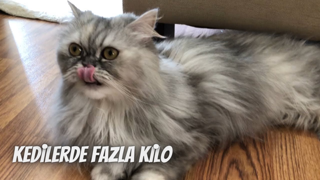 Kedilerde fazla kilo‼️ Obezite sebepleri ve çözümleri... Sağlıklı ideal kilo için o göbiş gidecek :)