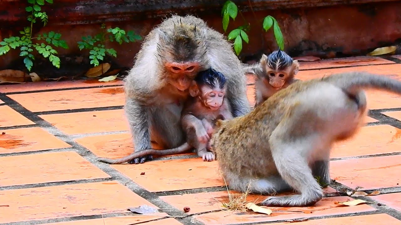 Mother monkey steal baby monkey run away