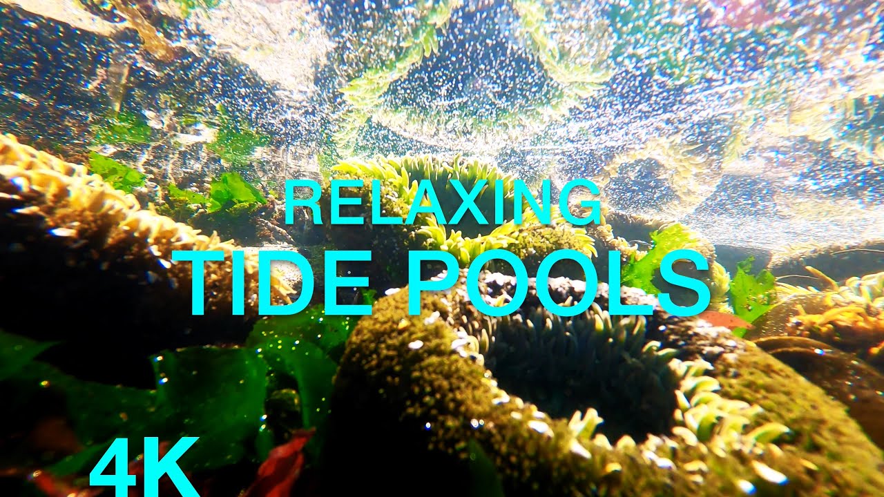 🌊Relaxing Tide Pools - Meditation Coast, Relaxing Sea Life, Beautiful Nature, Ocean Waves, Sleep Aid
