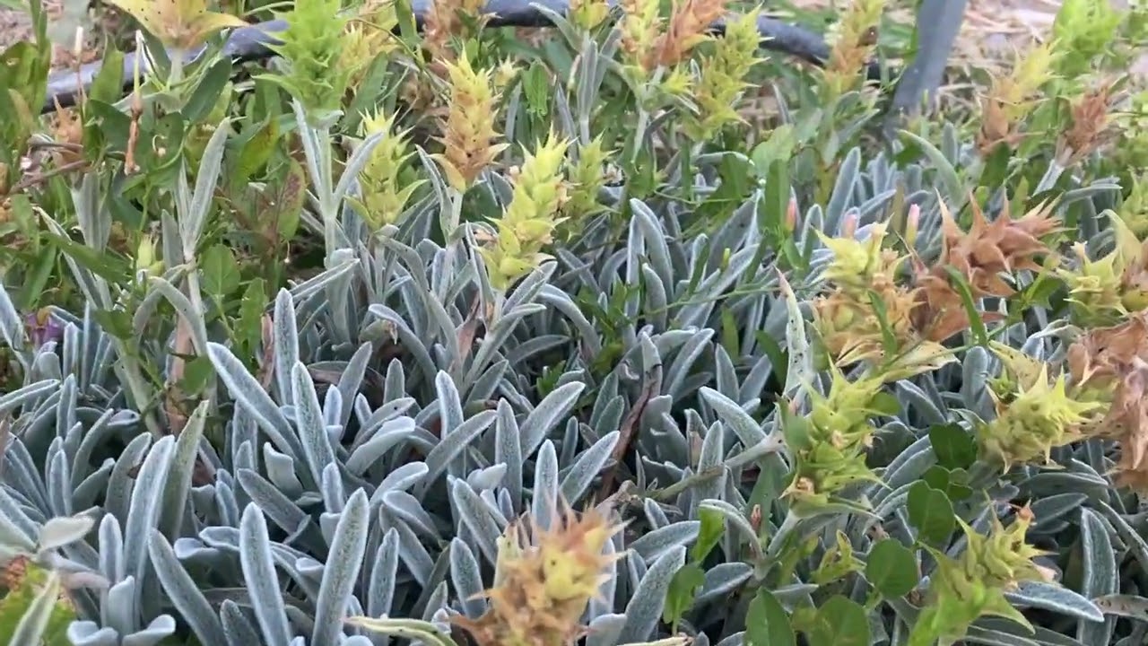 Sideritis scardica - Greek mountain tea in Maravel Garden