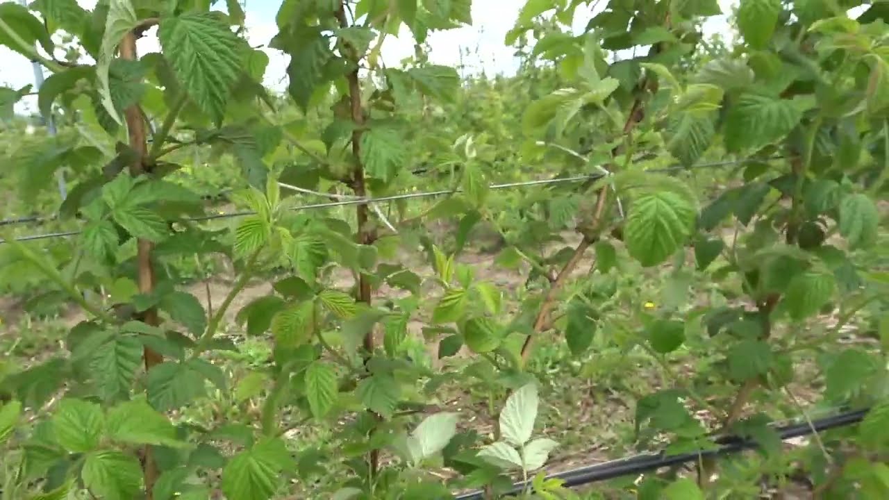 სპეციალისტის რჩევები ჟოლოს ბაღში, 10.05.2022