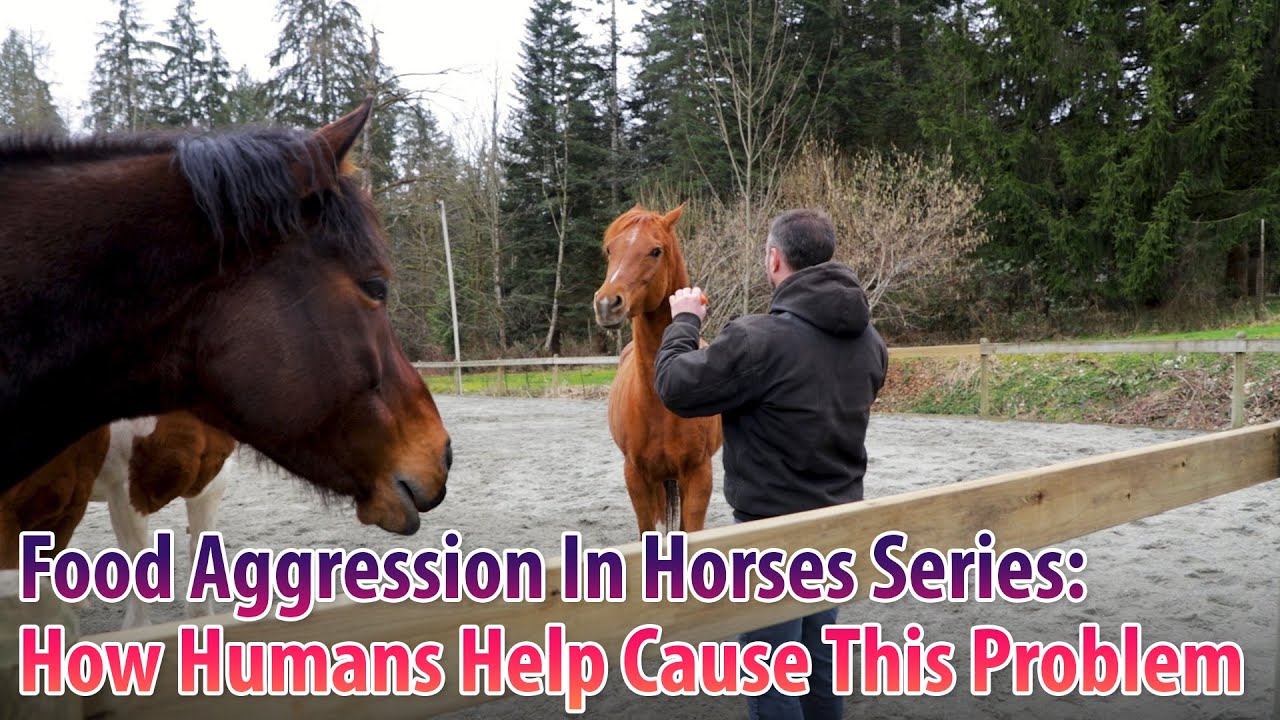 Food Aggression In Horses Series: One Of The Ways That Humans Cause This Problem (Part 5)