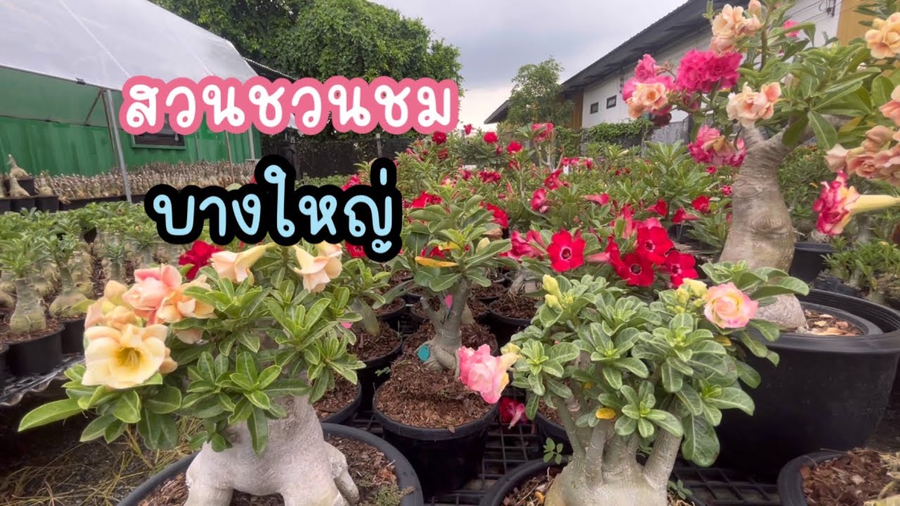 ชวนชมทั้งสวน พระเงิน บางใหญ่