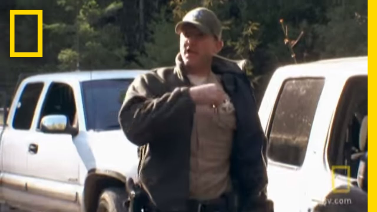 Bear Organ Trafficking | Wild Justice