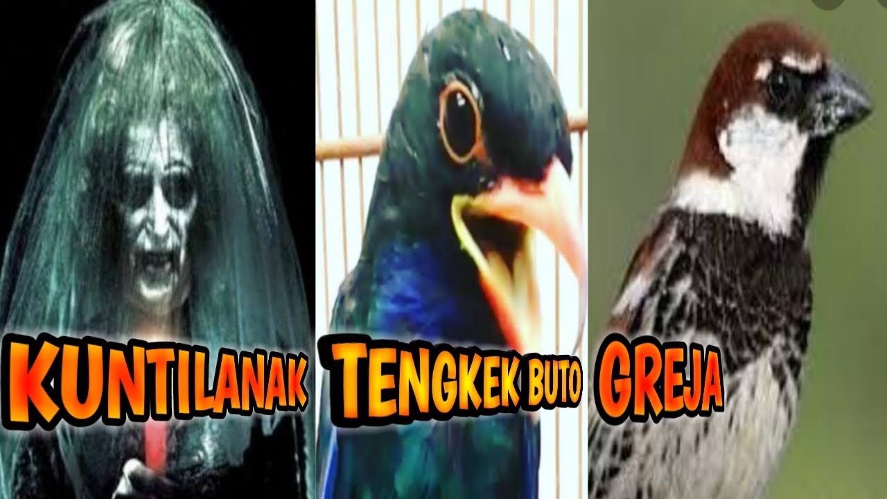 MASTERAN KUNTILANAK GREJA TENGKEK BUTO TERBARU